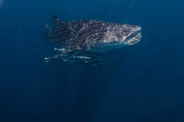 Naklejka premium Underwater life