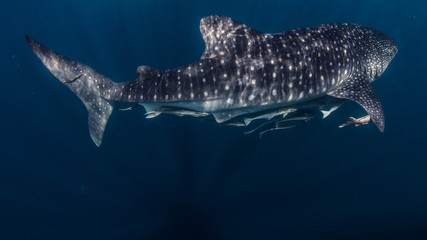 Naklejka premium Underwater life