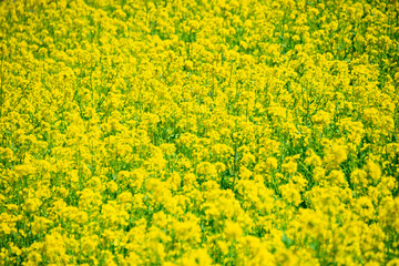 菜の花