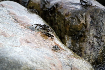 The crab climbed out on a rock