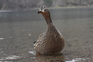 Canard Colvert mignon