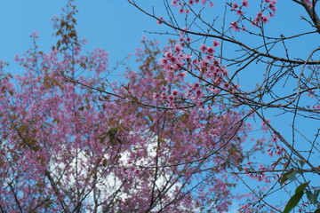 Mai Anh Dao has Latin name of Prunus Cesacoides, English name of Wild Himalayan Cherry, a special cherry blossom tree. Its trunk is like peach, but its flower has 5 pental like mickey’s mouse flower