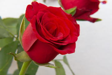 Red rose flowers on the light background.