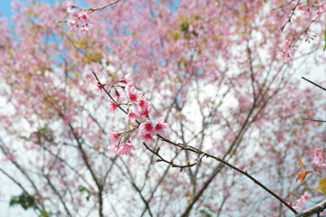 Mai Anh Dao has Latin name of Prunus Cesacoides, English name of Wild Himalayan Cherry, a special cherry blossom tree. Its trunk is like peach, but its flower has 5 pental like mickey’s mouse flower