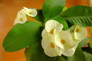 Naklejka na ściany i meble ハナキリン　白い花　東南アジア・カンボジア