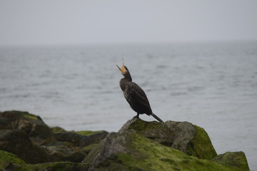 Cormoran