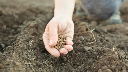 The woman is planting seed in the ground