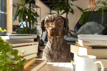 A dog wearing glasses between a pile of books inside an apartment with many plants during sunrise