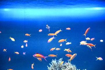 Fototapeta na wymiar アカネハナゴイなどのカラフルな観賞魚達が仲良く泳ぐ風景（日本の東京池袋サンシャイン水族館）