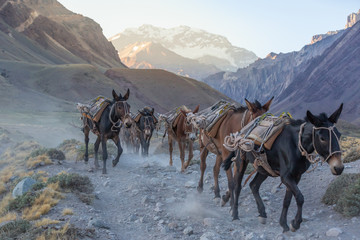 Pack mules descending from the mountains. Aconcagua National Park.