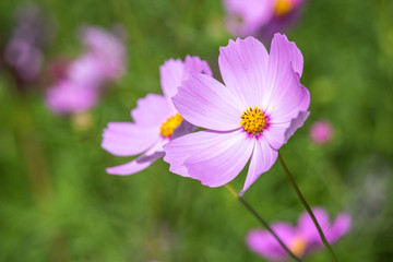 Fototapeta premium コスモスの花 秋イメージ