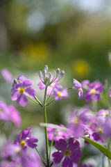 Fototapeta premium サクラソウ