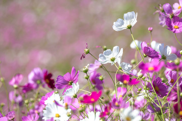 コスモスの花　秋イメージ