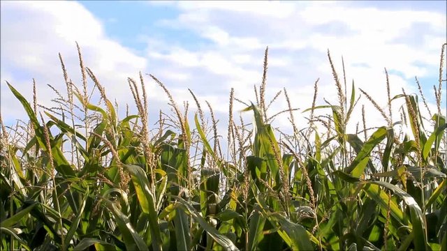 maize field , maize plant, corn field 
