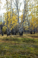 Fototapeta premium autumn forest, birch grove with yellow leaves in the light of the sun