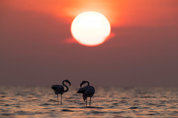 A pair of Greater Flamingos and dramatic sunrise at Asker coast, Bahrain
