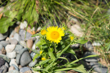 yellow dandelions on green grass