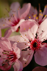 flowers of decorative plum in the spring in the garden