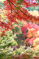 紅葉　秋イメージ