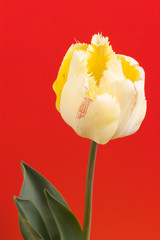 One yellow tulip on the red background.