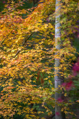竹と紅葉　秋イメージ