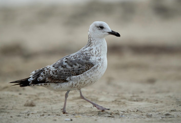 Lesser Black-backed Gull Juvenile at Busaiteen coast of Bahrain