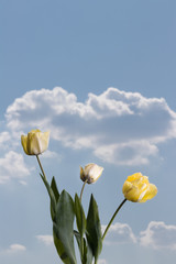 Yellow tulips (Tulipa cultorum) on the blue sky background with white clouds.