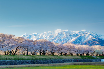 立山と桜