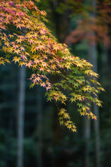 紅葉　秋イメージ