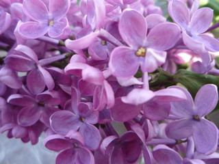 Fototapeta na wymiar lilac flowers in a garden