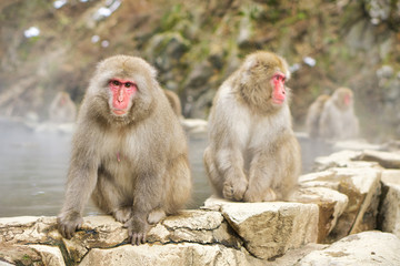 Jigokudani Monkey Park - Unique experience with the natural hot spring