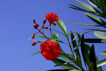 red Blooming Nerium Oleander in april in front of azure sky, oleander flowers and green leaves in...