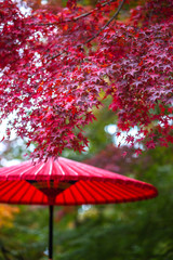 紅葉　秋イメージ