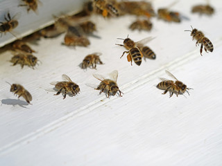 close up of bees entering and leaving white beehive with copy space