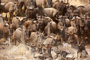 Wildebeests rush to cross the Mara river, Kenya