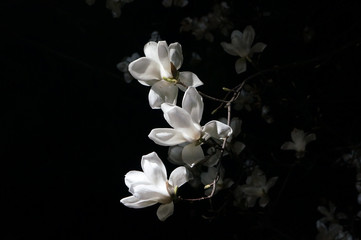 Fototapeta na wymiar beautiful flower on the night
