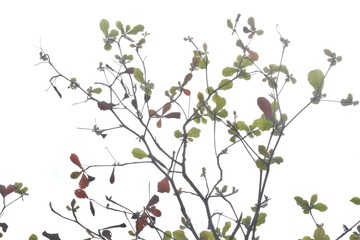 branches and leaves on white background
