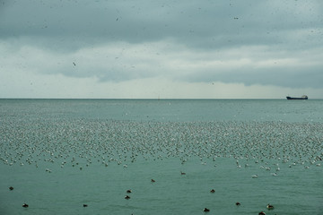 Thousands of seagulls are sitting on the water. Bay of the city of Batumi, Black Sea. Birds flew in to eat fish, hamsa.