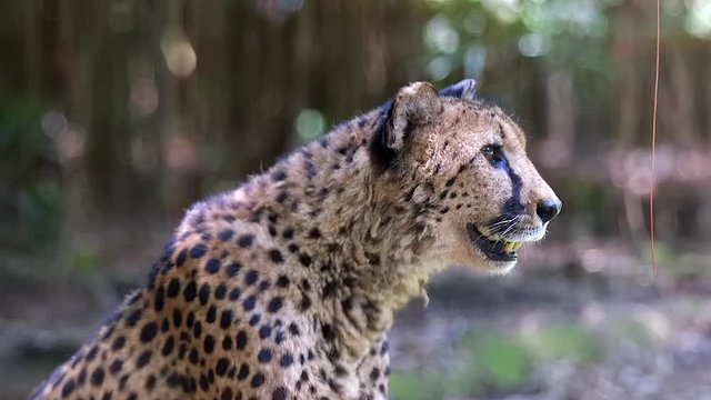 A beautiful Cheetah scanning the environment and calling out - close up