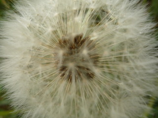 Obraz premium dandelion on black background