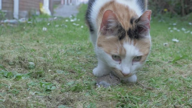 A Cat caught a Mouse and is licking its Fur.