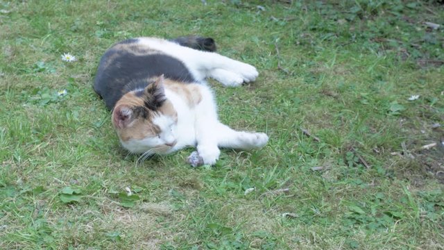 Playful Cat plays with a caught Mouse in the gras.