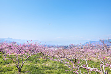 山梨県 甲州平野に広がる桃の花