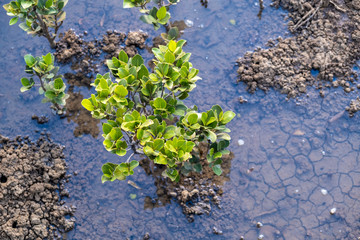 Young mangrove tree in shallow water and cracked land