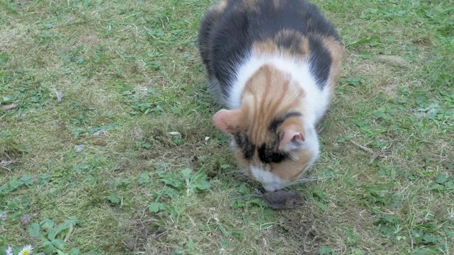A Cat eats a caught Mouse alive.