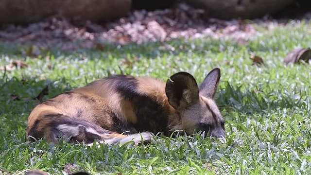 A tired African Painted Dog with a damaged ear resting on the ground, in the sun - close up