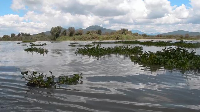sailing a boat in janitzio michoacan mexico, floating seeds and lanscape