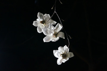 Fototapeta na wymiar beautiful flower on the night