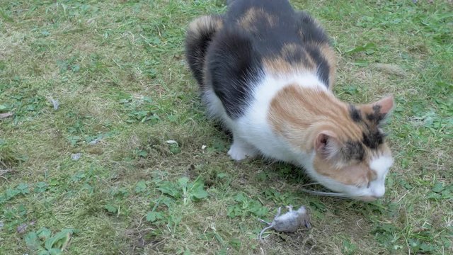 A Cat caught a Mouse