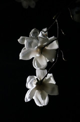 beautiful flower on the night